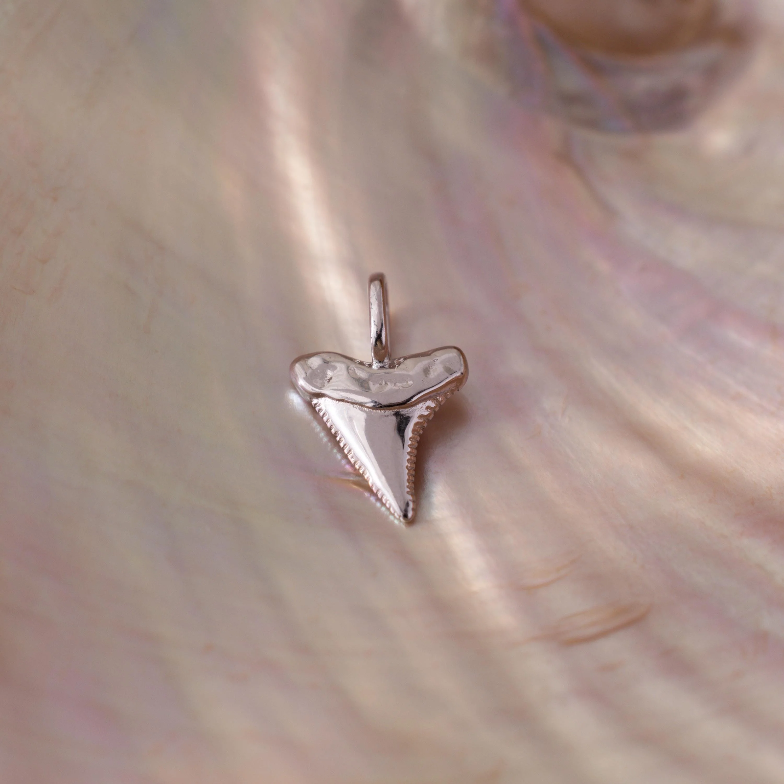 Shark Tooth Charm in Silver
