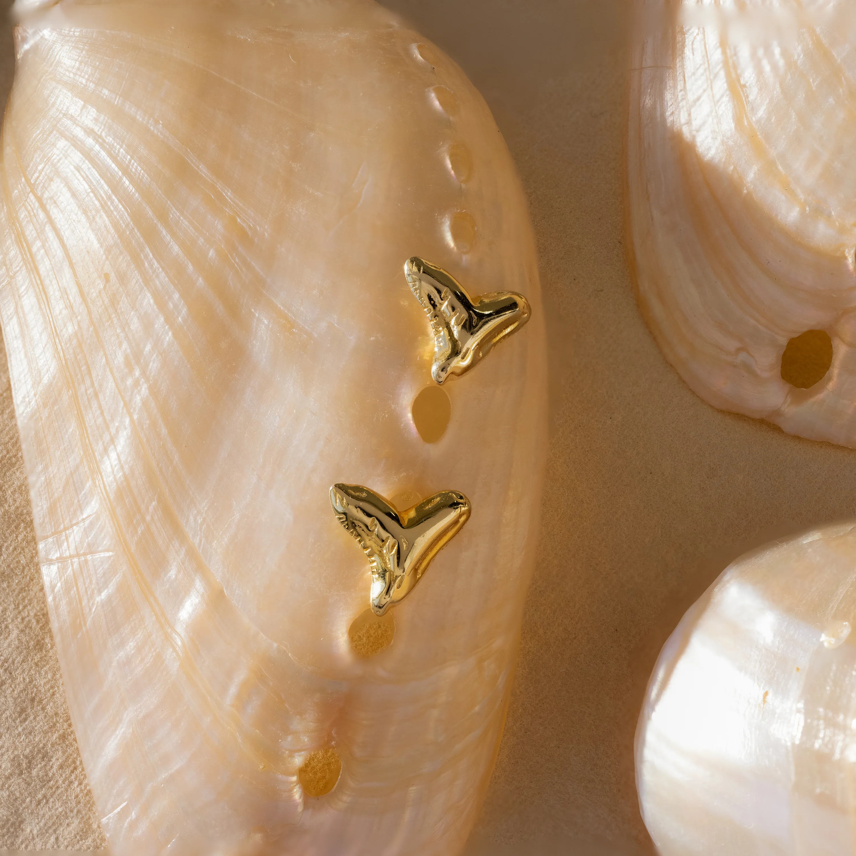 Shark Tooth Flatback Studs in 18K Gold - Image 3